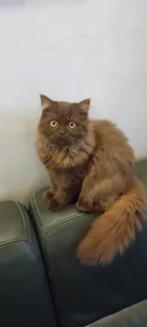 Britse kort en langhaar kittens, Poes, Gechipt, 0 tot 2 jaar