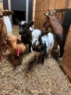 Tri collor  dwerggeit zusjes met belletjes te koop., Dieren en Toebehoren, Schapen, Geiten en Varkens, Vrouwelijk, Geit, 0 tot 2 jaar