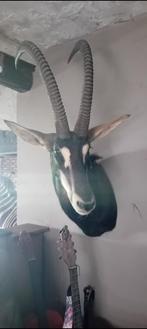 Zwarte paardantiloop opgezette dieren taxidermie, Antiek en Kunst, Ophalen