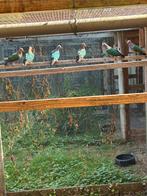 Groenvleugelduifjes 2025, Dieren en Toebehoren, Vogels | Duiven