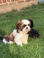 Shih-Tzu pupjes, Dieren en Toebehoren, Honden | Chihuahua's en Gezelschapshonden, België, Overige rassen, CDV (hondenziekte), 8 tot 15 weken