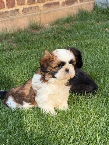 Chiots Shih-Tzu, Autres races, Plusieurs, Parvovirose, Belgique