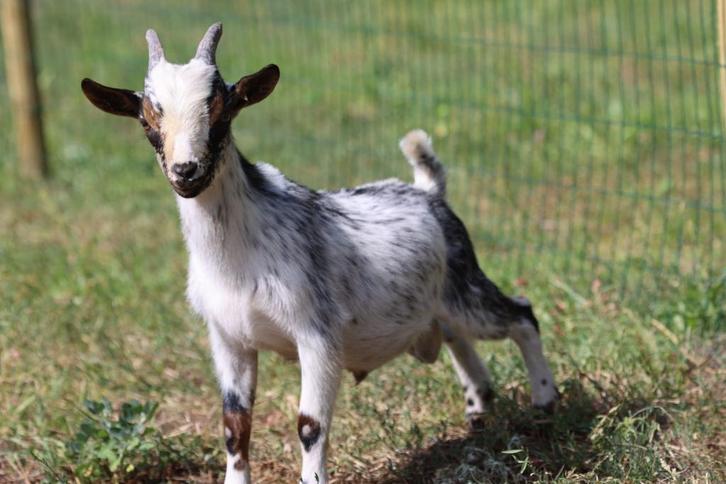 Prachtige dwergbokje, Dieren en Toebehoren, Schapen, Geiten en Varkens