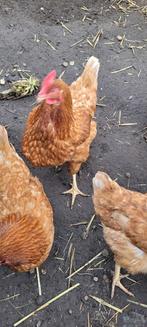 6 legrijpe kippen, Dieren en Toebehoren, Pluimvee