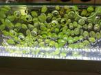 Plantes aquarium, Ophalen, Zo goed als nieuw, Plant(en), Steen of Hout