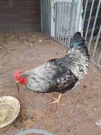 Haan barnevelder zilver, Dieren en Toebehoren, Pluimvee