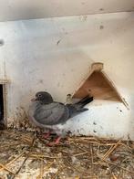 Texan duiven, Dieren en Toebehoren