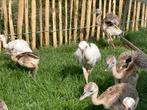 Nandoe ( kuikens), Dieren en Toebehoren