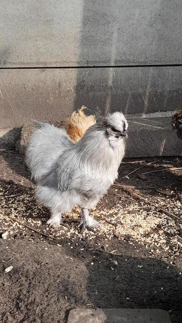 Zijdehoen haan, Mâle, Poule ou poulet