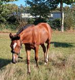 APHA reg. merrieveulen, Dieren en Toebehoren, Paarden, Merrie, 0 tot 2 jaar, Westernpaard, Onbeleerd