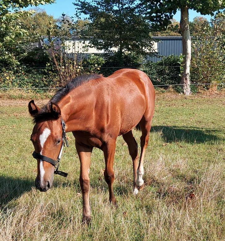 APHA reg. merrieveulen, Dieren en Toebehoren, Paarden, Merrie, Onbeleerd, 0 tot 2 jaar, Westernpaard, Met stamboom, Gechipt, Ontwormd