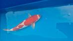 Kuchibeni  doitsu kohaku nisai 43cm, Dieren en Toebehoren