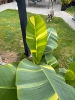 Musa papua yellow, Tuin en Terras, Planten | Tuinplanten, Volle zon, Vaste plant, Ophalen of Verzenden, Zomer