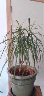 Dracaena marginata – 40 cm – makkelijke kamerplant, Ophalen