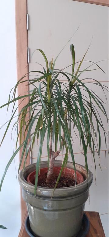 Dracaena marginata – 40 cm – makkelijke kamerplant
 beschikbaar voor biedingen