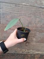 Epipremnum cebu blue nr 59, Huis en Inrichting, Kamerplanten, Ophalen