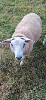 3 jonge rammen te koop, Dieren en Toebehoren, Schapen, Geiten en Varkens, Mannelijk, Schaap, 0 tot 2 jaar