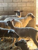 Lammeren te koop ooien en rammen, Dieren en Toebehoren