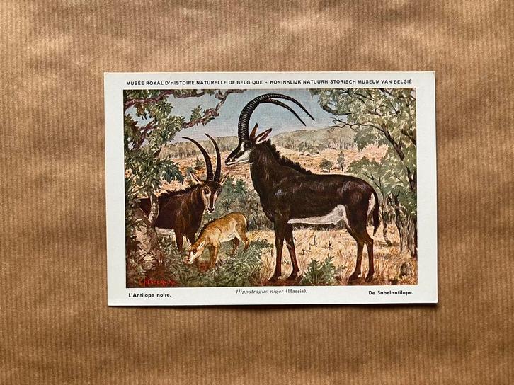 Beschermde Zoogdieren In Belgisch Congo - Reeks 2, Verzamelen, Postkaarten | Dieren, Ongelopen, Wild dier, Ophalen of Verzenden