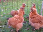 Broedeieren zijdehoen buff, Dieren en Toebehoren, Pluimvee, Geslacht onbekend, Kip