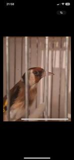 Parva mal marocain chant sauvage