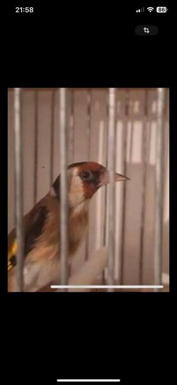 Parva mal marocain chant sauvage beschikbaar voor biedingen