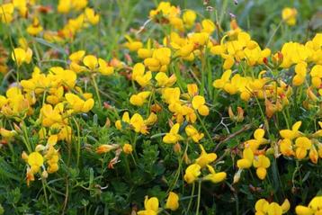 Rolklaver / Lotus corniculatus beschikbaar voor biedingen