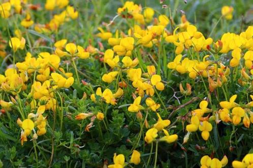 Rolklaver / Lotus corniculatus, Tuin en Terras, Planten | Tuinplanten, Vaste plant, Ophalen