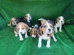 Beagle pups, Dieren en Toebehoren, Honden | Beagles, Bassets en Lopende honden, Beagle, 15 weken tot 1 jaar, Buitenland, CDV (hondenziekte)