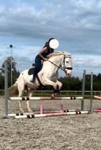 Halve stal gezocht, Dieren en Toebehoren, Paarden