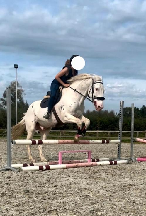 Halve stal gezocht, Dieren en Toebehoren, Paarden