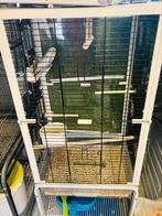 Cage plus 2 perruche apprivoiser, Dieren en Toebehoren, Vogels | Parkieten en Papegaaien, Parkiet