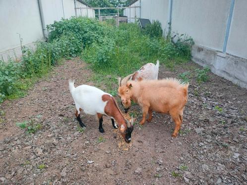 Kudde dweggeiten, Animaux & Accessoires, Moutons, Chèvres & Cochons, Chèvre, Plusieurs animaux, 3 à 5 ans