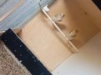 Grote distelvink man 25, Dieren en Toebehoren, Vogels | Overige Vogels, Geringd