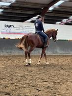 Springpaard gevraagd 0 tot17 jaar, Cheval de saut