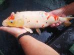 Japanse koi, Karper of Koi