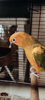 Handtamme zonparkieten, Dieren en Toebehoren, Tam