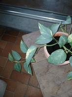 Mooi plant in pot, Ophalen, In pot