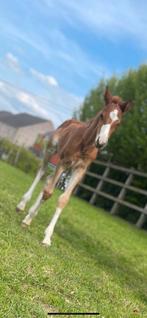 Vos bwp merrie veulen, Animaux & Accessoires, Chevaux, Jument, Z