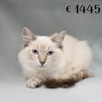 Ragdoll - kittens te koop, Dieren en Toebehoren, Meerdere dieren, Gechipt, 0 tot 2 jaar