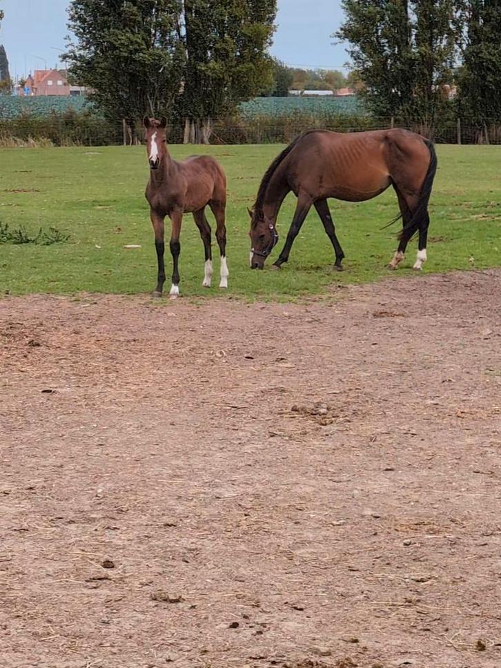 BWP merrie Quidam de Revel x Toulon – drachtig van El Barone, Dieren en Toebehoren, Paarden, Merrie, M
