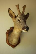 Taxidermie Opgezette Reeënkop met bastgewei, Ophalen of Verzenden, Gebruikt, Hert
