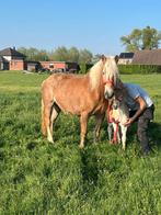 Lieve haflinger merrie met merrieveulen, Dieren en Toebehoren, Paarden, Minder dan 160 cm, Zadelmak, 11 jaar of ouder, Recreatiepaard