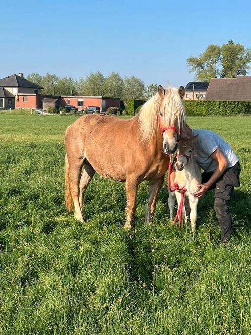 Lieve haflinger merrie met merrieveulen, Dieren en Toebehoren, Paarden, Merrie, Zadelmak, Minder dan 160 cm, 11 jaar of ouder