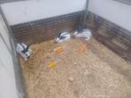 Vlinder konijnen, Dieren en Toebehoren, Konijnen