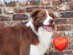 Border collie pups, Dieren en Toebehoren, Honden | Herdershonden en Veedrijvers, België, Fokker | Hobbymatig, 8 tot 15 weken, CDV (hondenziekte)