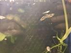 guppy mix, Vis, Zoetwatervis