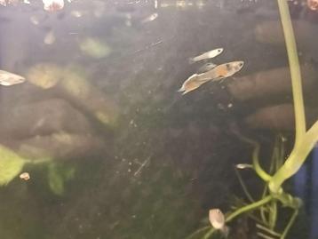 guppy mix beschikbaar voor biedingen