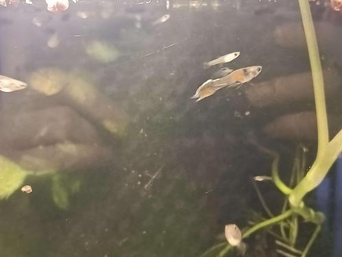 guppy mix, Dieren en Toebehoren, Vissen | Aquariumvissen, Zoetwatervis, Vis