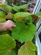 Begonia torsa, Tuin en Terras, Ophalen, Halfschaduw
